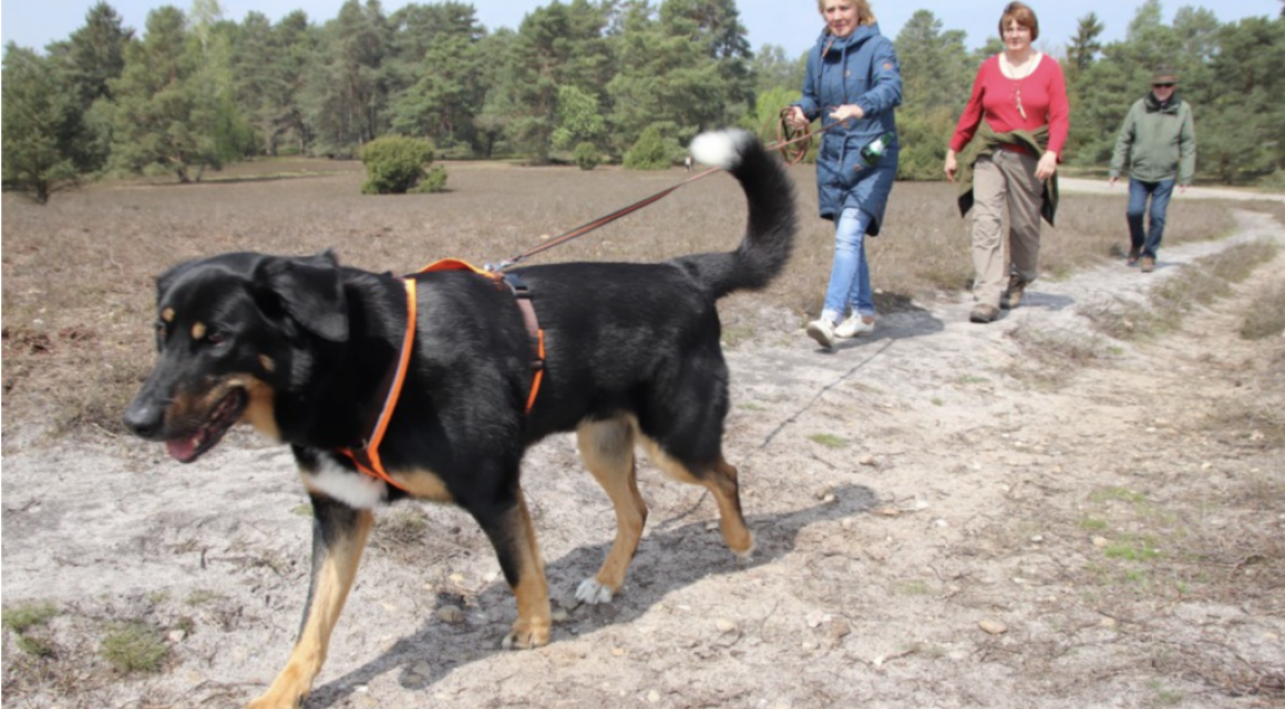 Mantrailing Macht eure Hunde zu Schnüffelhelden!