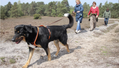 Macht eure Hunde zu Schnüffelhelden!