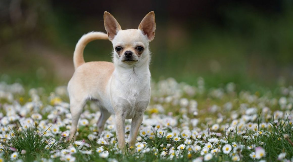 Welpen und Junghunde gehen outdoor!