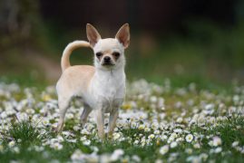 Einzeltraining Hundeschule am Schwanheimer Wald