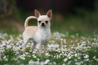 Einzeltraining Hundeschule am Schwanheimer Wald