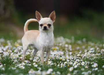 Einzeltraining Hundeschule am Schwanheimer Wald