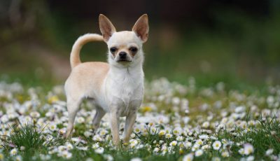 Welpen und Junghunde gehen outdoor!