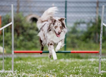 Einzeltraining Hundeschule am Schwanheimer Wald