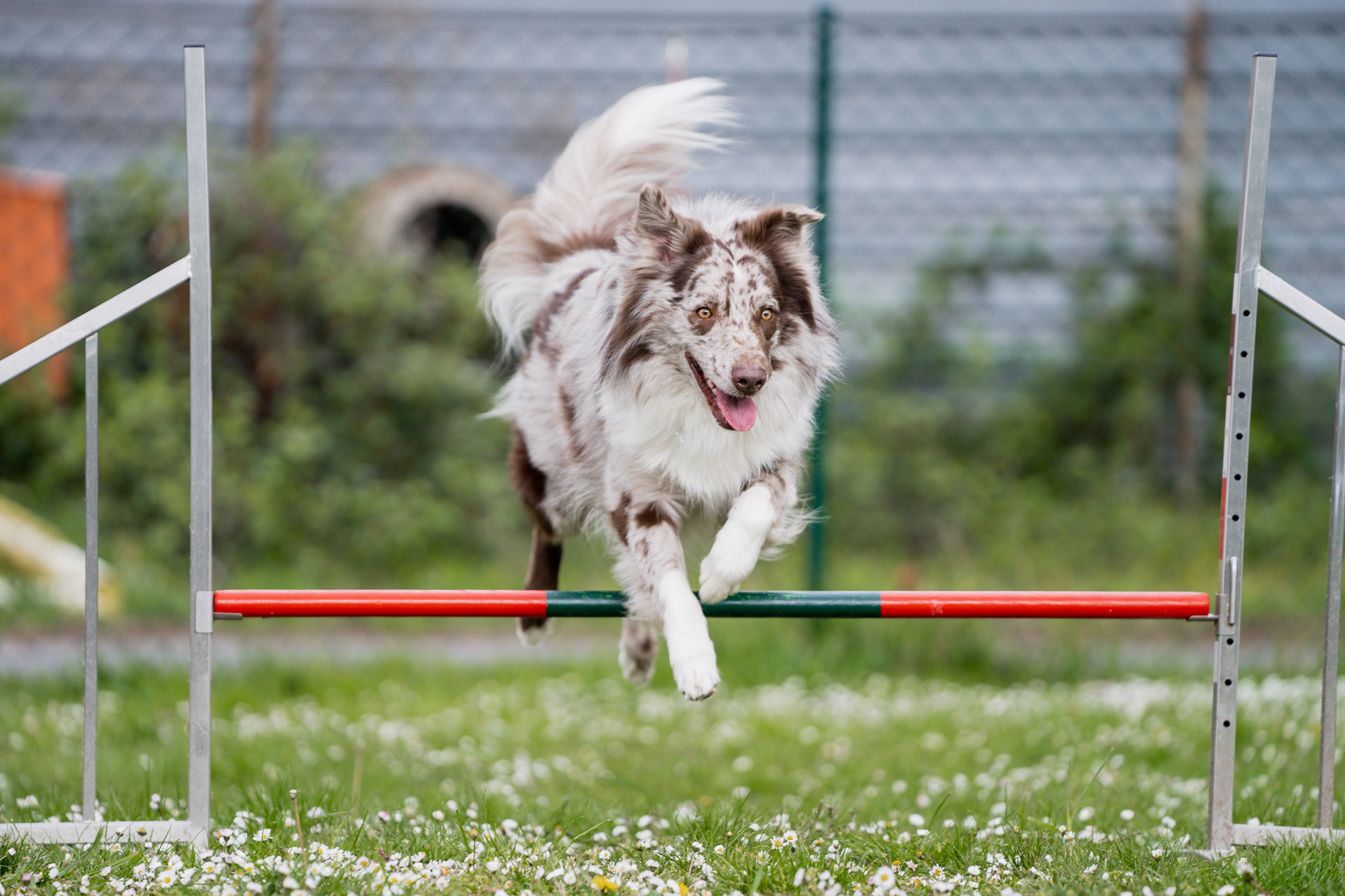 Einzeltraining Hundeschule am Schwanheimer Wald