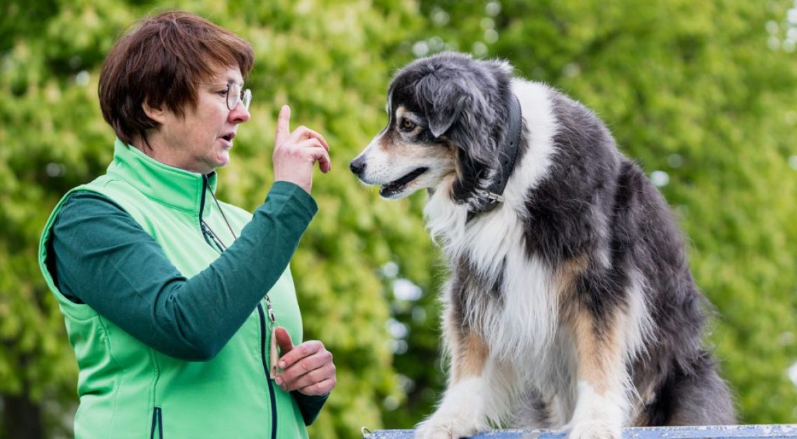 Hundeschule am Schwanheimer Wald Noch ein freier Platz im Dummy-Kurs für Einsteiger!