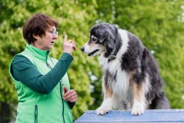 Hundeschule am Schwanheimer Wald