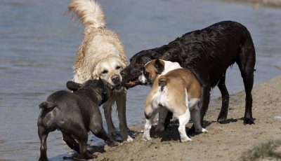 Trainingswochen in Holland 2022