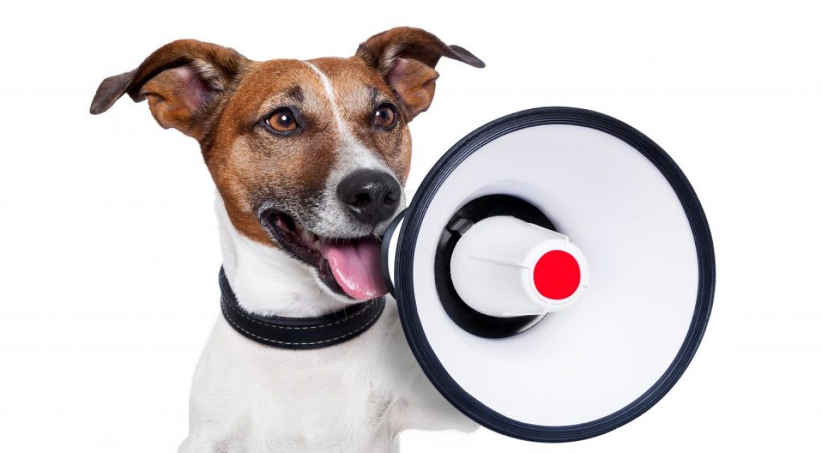 Welpen- und Junghundekurse fallen heute aus