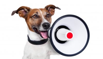 Welpen- und Junghundekurse fallen heute aus