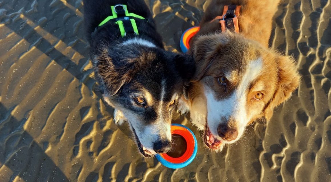 Die Hundeschule geht in die Ferien!