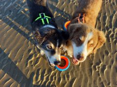 teaserbox_2493147634