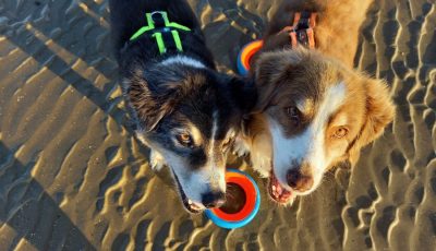 Die Hundeschule geht in die Ferien!