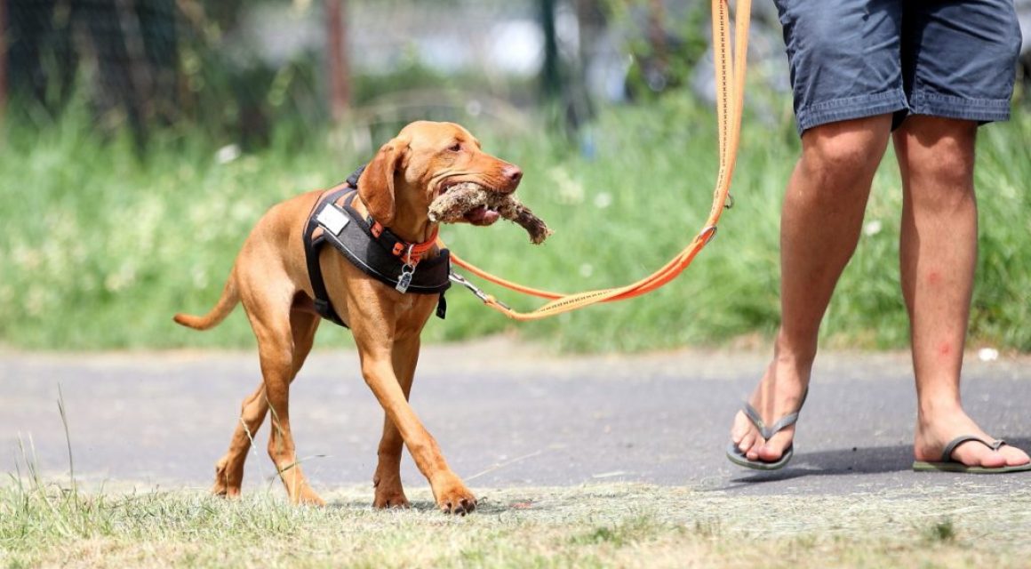 Welpen und Junghunde gehen outdoor!