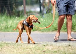 Hundeschule am Schwanheimer Wald
