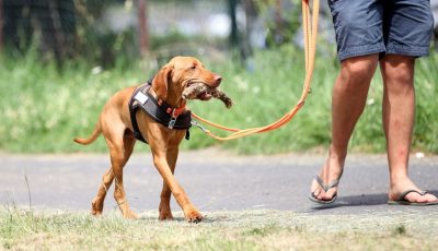 Hundeschule am Schwanheimer Wald