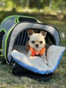 Hundeschule am Schwanheimer Wald