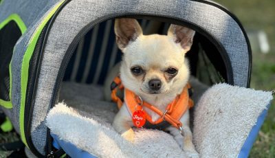 Hundeschule am Schwanheimer Wald