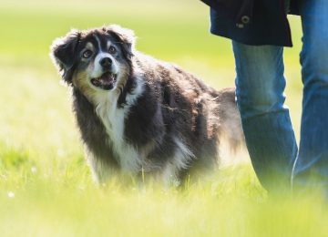 Cool durch den Alltag: Kurs für erwachsene Hunde und Hunde aus dem Tierschutz