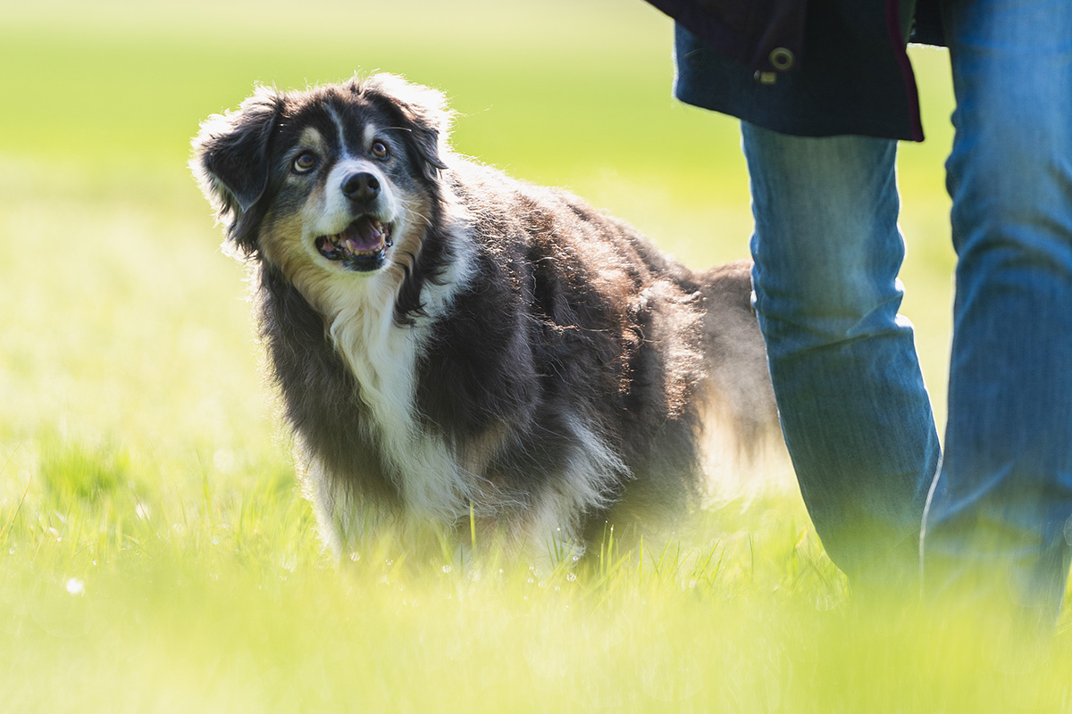Cool durch den Alltag: Kurs für erwachsene Hunde und Hunde aus dem Tierschutz