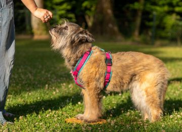Fitness für vier Pfoten