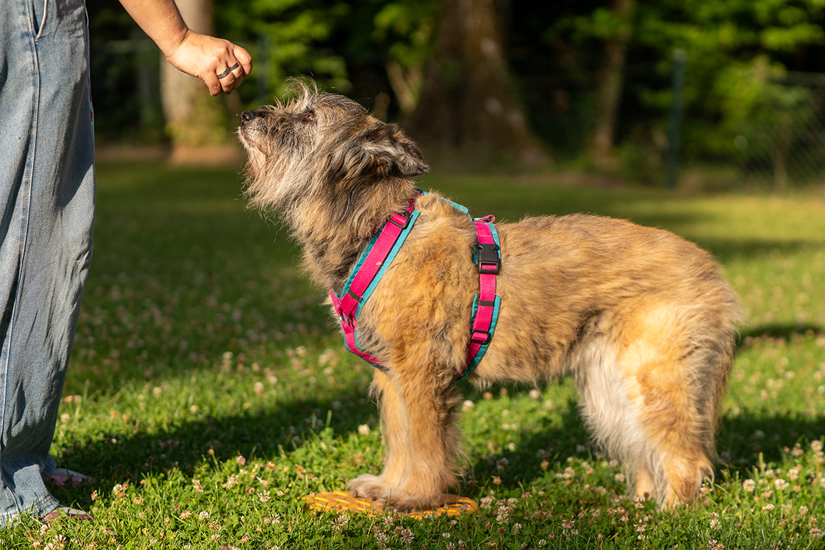 Fitness für vier Pfoten