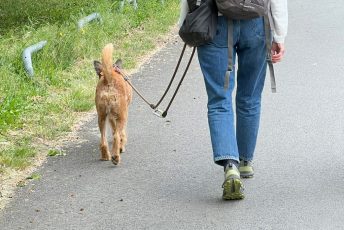 Der Hundeführerschein für Alltagshelden
