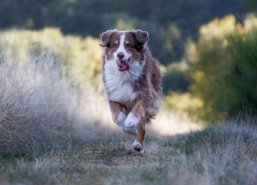 Der „Klappt-auf-jeden-Fall“-Rückruf