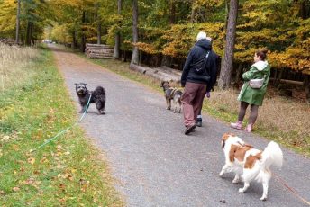 Social Walk für Hunde aller Rassen