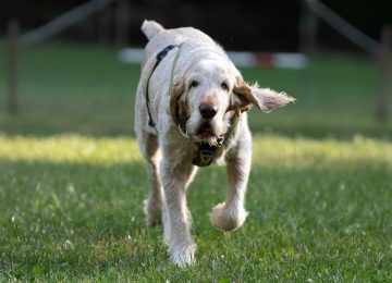 Training für den jagdbegeisterten Hund