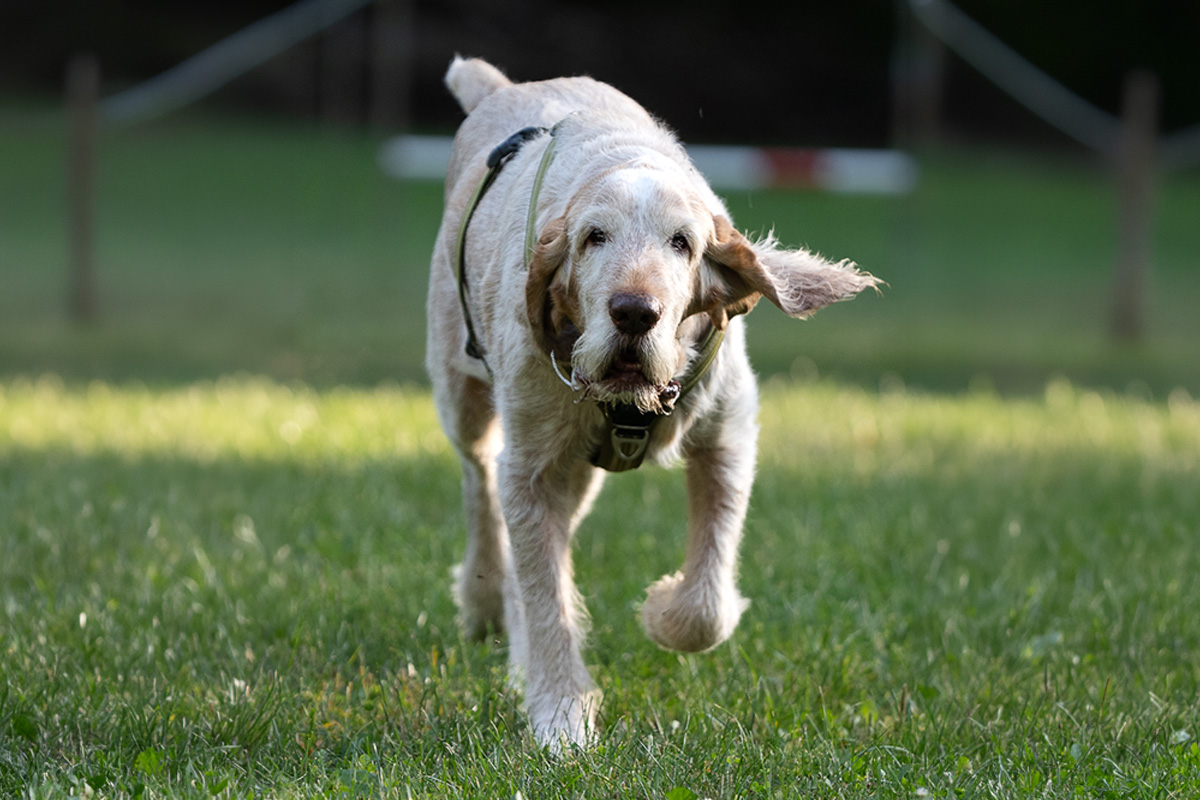 Training für den jagdbegeisterten Hund