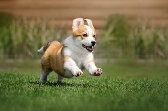 Hundeschule am Schwanheimer Wald