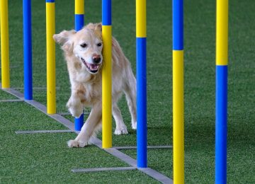 Fitness für vier Pfoten