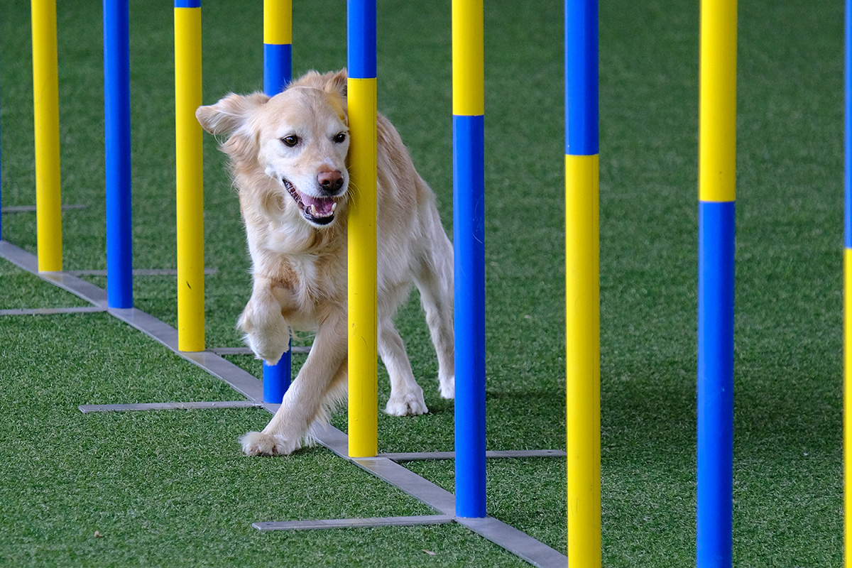 Fitness für vier Pfoten