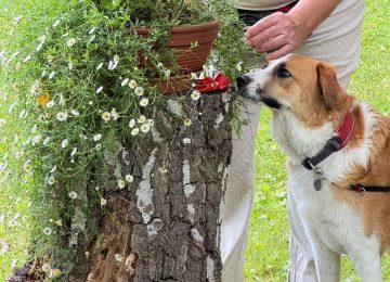 Schnüffeln und Nasenarbeit