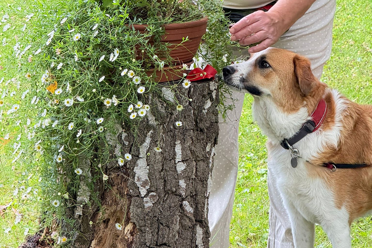 Schnüffeln und Nasenarbeit