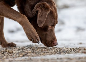 Schnüffeln und Nasenarbeit