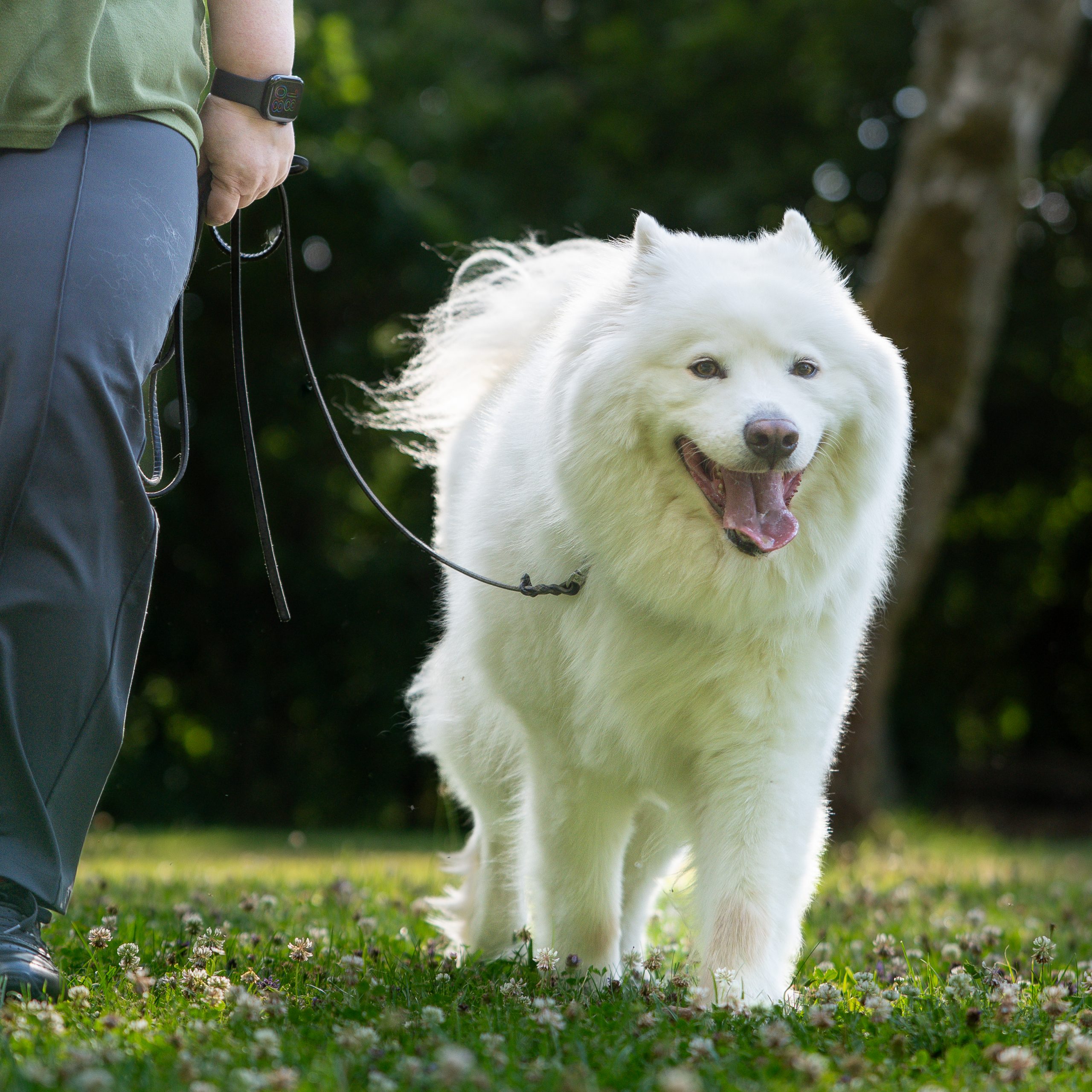Hundeschule am Schwanheimer Wald Hundeschule am Schwanheimer Wald