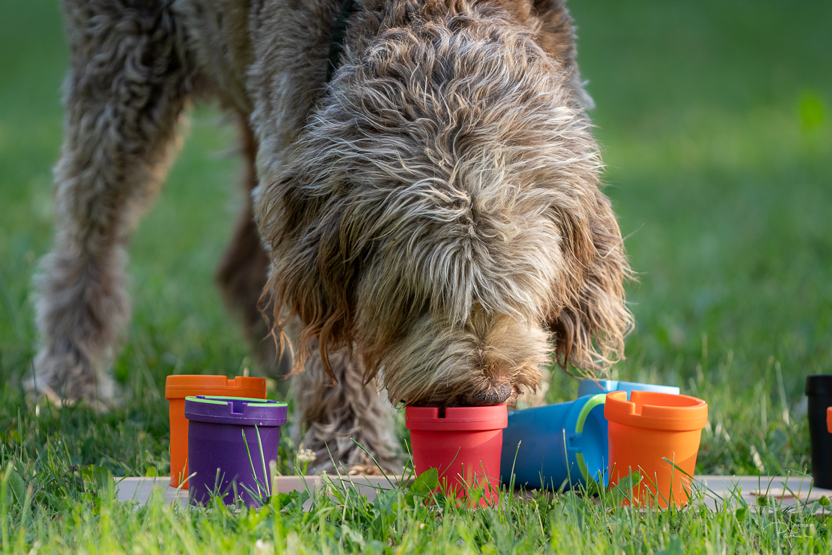 Hundeschule am Schwanheimer Wald Hundeschule am Schwanheimer Wald